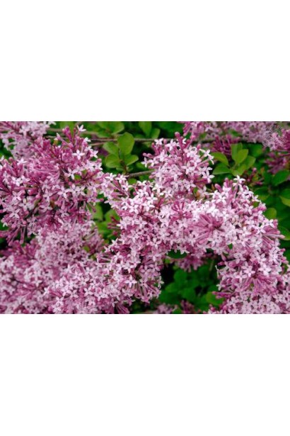 Бузок Ред Піксі